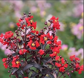 Furush Flower Plant (Red) Colour - Naturemart.online