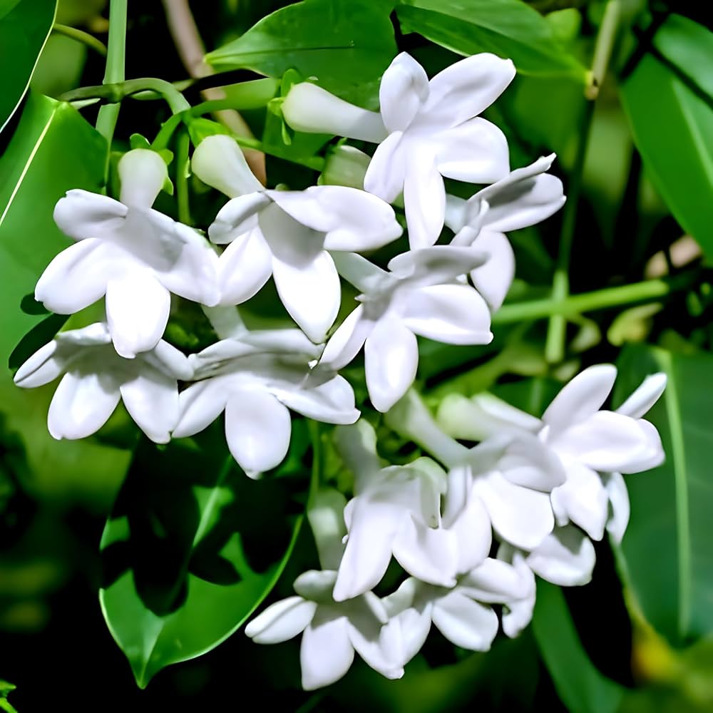 Madagascar Jasmine Flower Plant