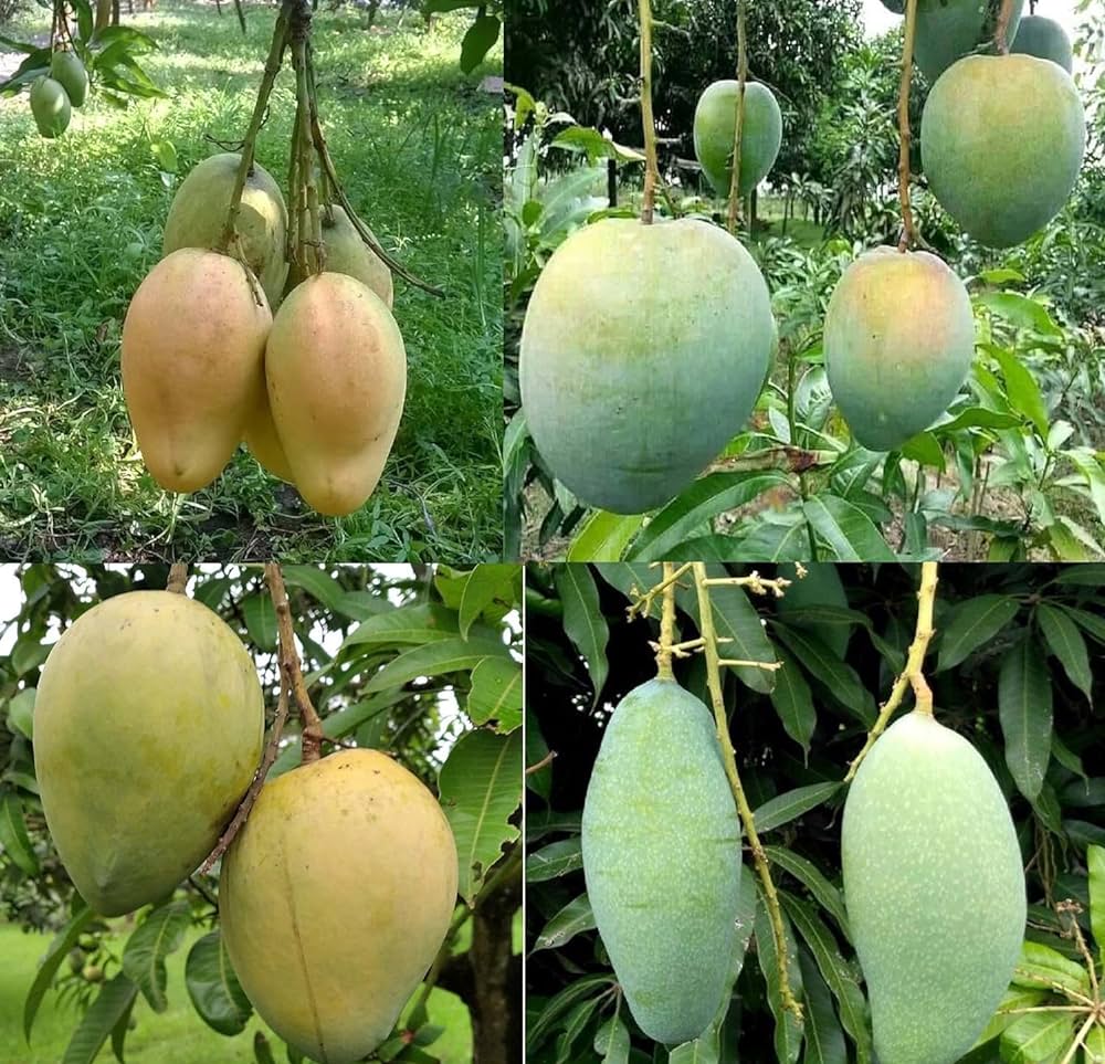 Grafted Bari-11 Mango Fruit  Plant - Naturemart.online