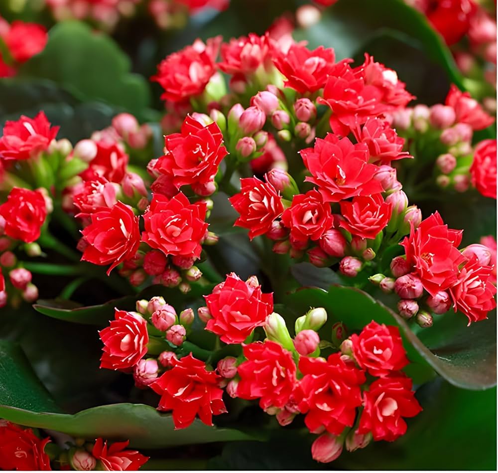 Florist Kalanchoe Flowers Plants (Red)