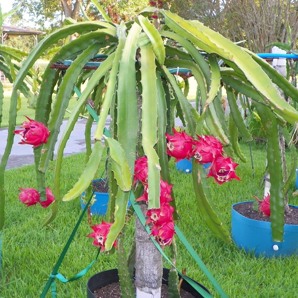 Dragon Fruit Plant For Home Garden - Naturemart.online