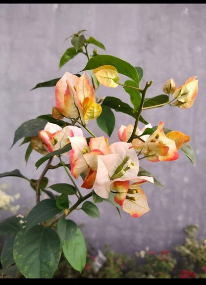 Chitra Gold Bougainvillea flower plant