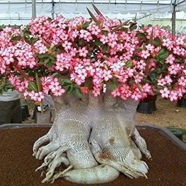 Aarabicum Adenium (Desert Rose) Plant