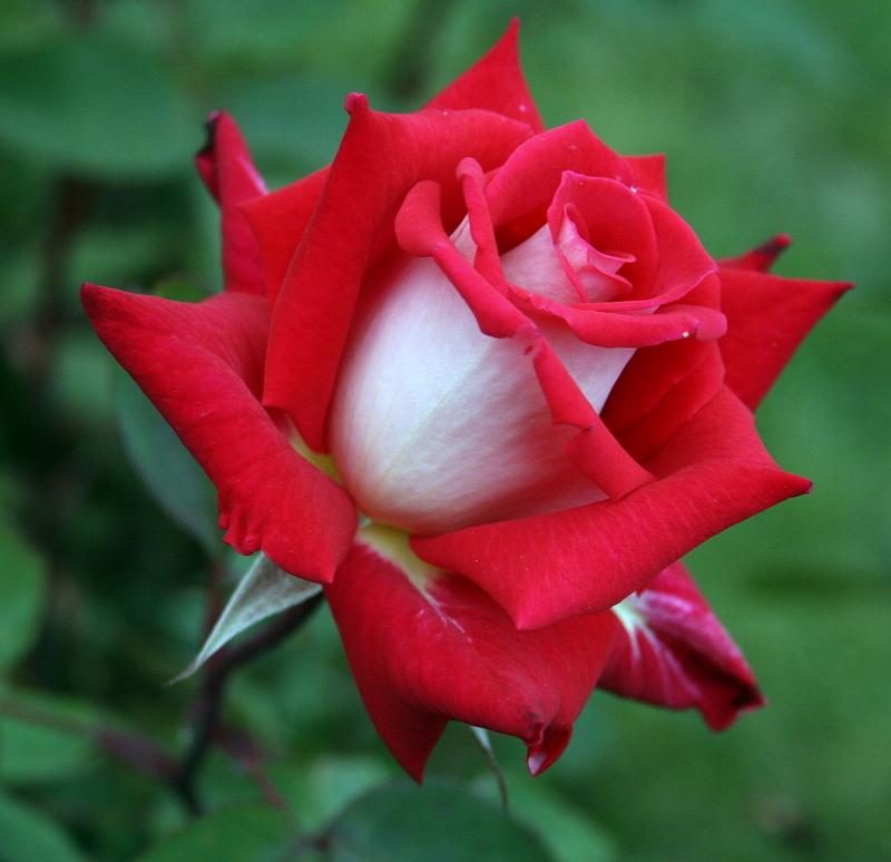 Hybrid Grafted Rose Plant(Red And White) - Naturemart.online