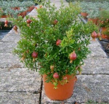Mridula variety of pomegranate