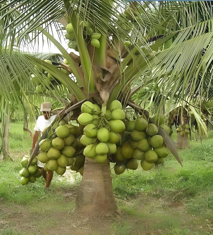 Green Dwarf Coconut Fruit  Tree - Naturemart.online