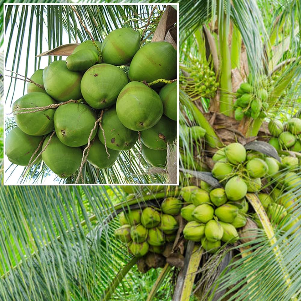 Chandra kalpa Coconut Fruit  Tree - Naturemart.online