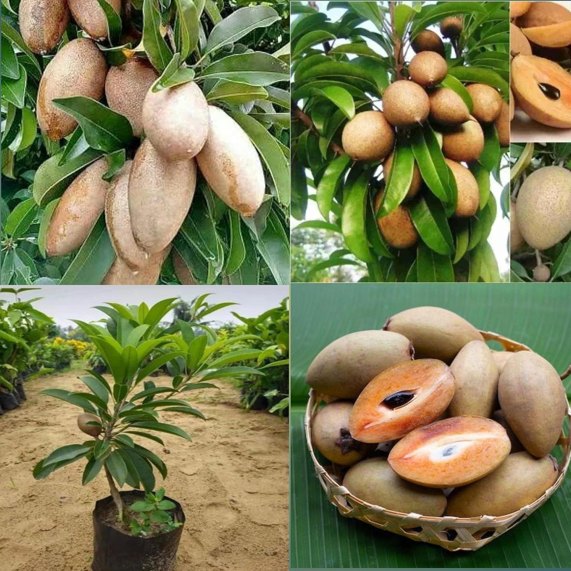 Banana Chiku Grafted Fruit Plant - Naturemart.online