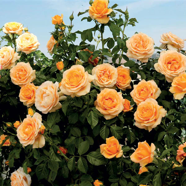 Climbing Rose Flower Plants (ORANGE) - Naturemart.online