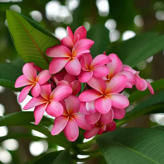 Plumeria Rubra(Pink)Flower Plant - Naturemart.online