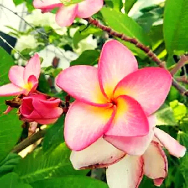 Plumeria Rubra(Pink)Flower Plant - Naturemart.online