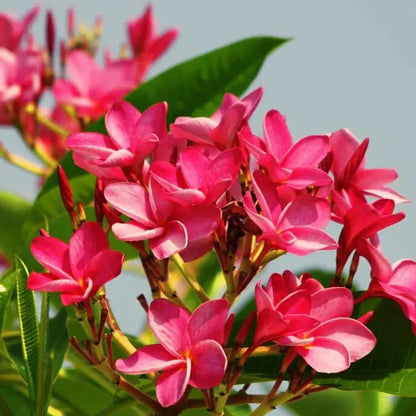 Plumeria Rubra(Pink)Flower Plant - Naturemart.online