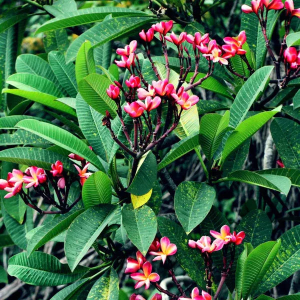 Plumeria Rubra(Pink)Flower Plant - Naturemart.online