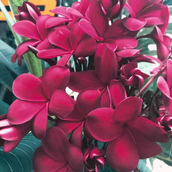 Plumeria/Blood Red | Frangipani Flower  Plant - Naturemart.online