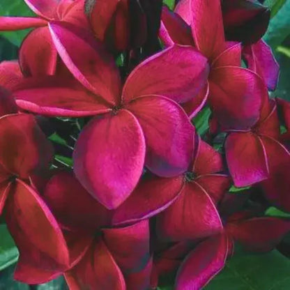 Plumeria/Blood Red | Frangipani Flower  Plant - Naturemart.online