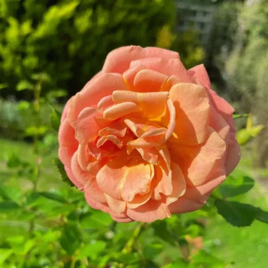 Peach-English RoseFlower Plants - Naturemart.online