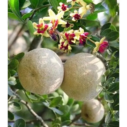 Thai Wood Apple Plant | Feronia limonia - Naturemart.online