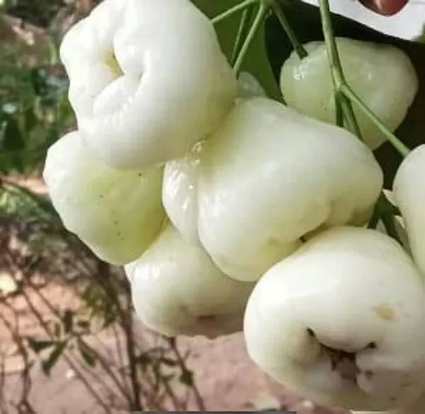 Water Apple(White)Fruit Plant - Naturemart.online