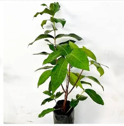 Water Apple(White)Fruit Plant - Naturemart.online