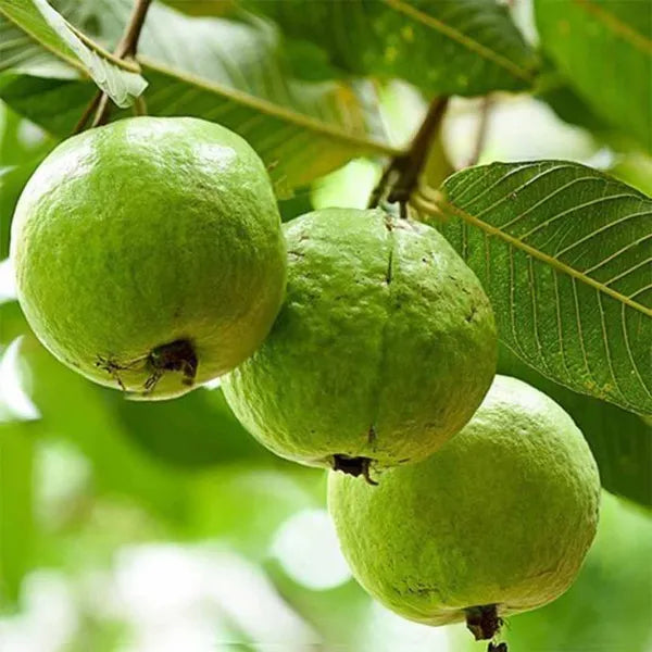 Thai Pink Guava Fruit  Plant - Naturemart.online