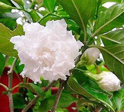 tagar dubble petal flowering plant