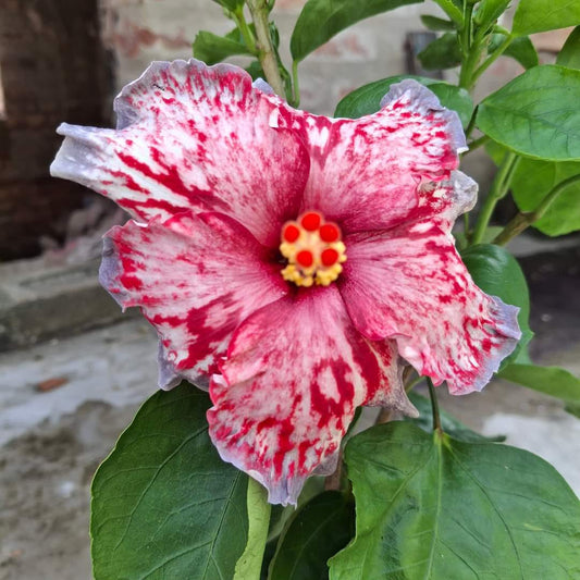 Austrelian Hibiscus Plant For Home Gardening