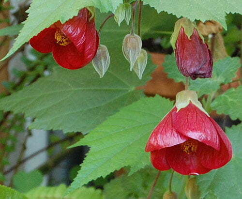 Red Lantern Hibiscus Flowers Plant - Naturemart.online