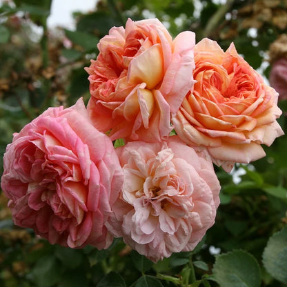 Hybrid Climbing Rose Flower Plants - Naturemart.online