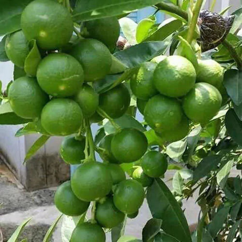 All Time Kagaji Lemon Plant - Naturemart.online