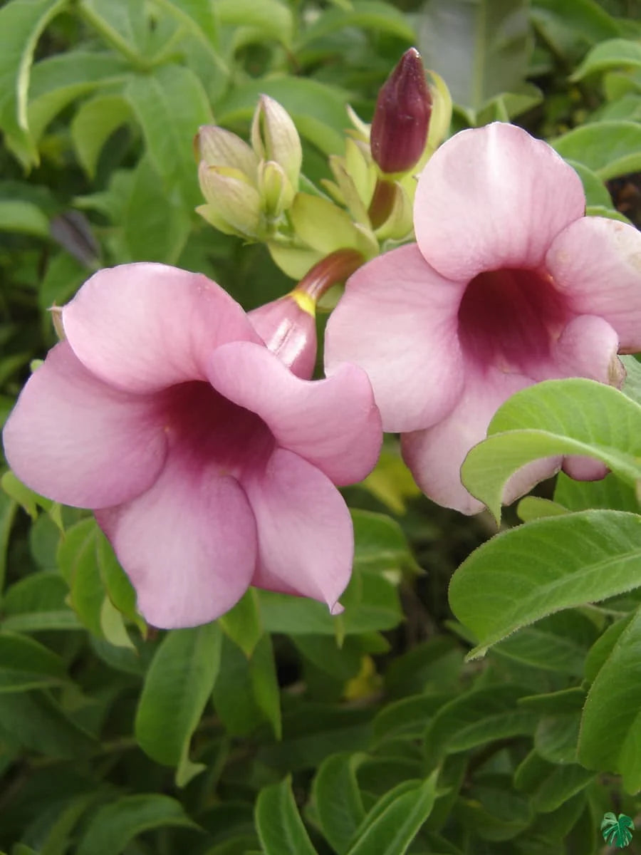 Allamanda Flowers Plant-Pink Colour - Naturemart.online