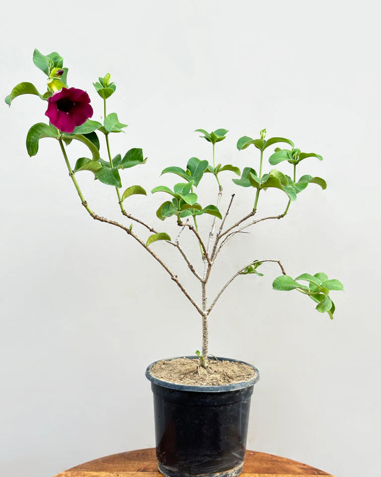 Allamanda Flowers Plant-Red Colour - Naturemart.online