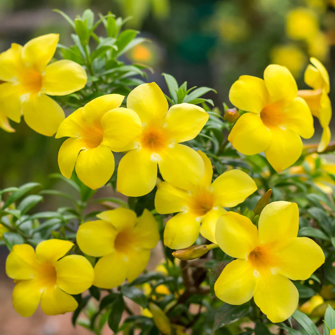 Allamanda Flowers Plant-Yellow Colour - Naturemart.online