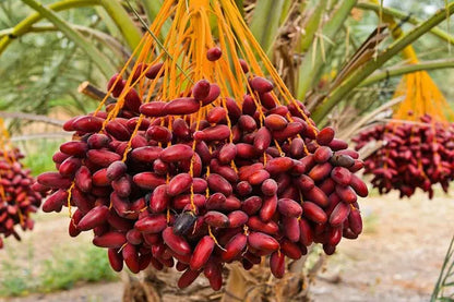 Arabian hybrid date plant