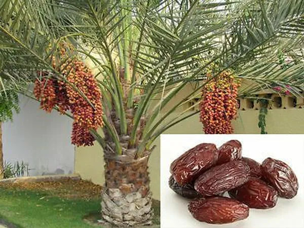 Arabian hybrid date plant