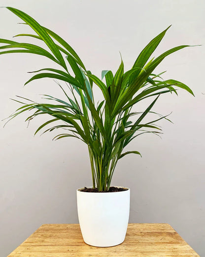 Areca Palm Plant For Home Gardening