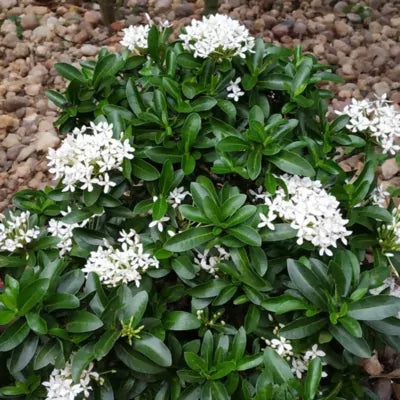 Chinese Ixora Flowers Plant (White) - Naturemart.online