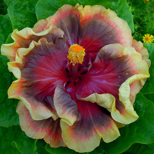 Hybrid Austrelian Hibiscus Flower plant - Naturemart.online