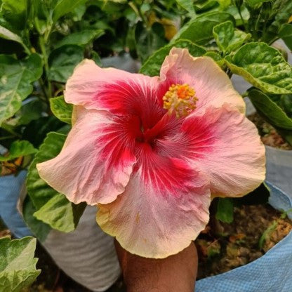 Austrelian Hibiscus Plant For Gardening - Naturemart.online