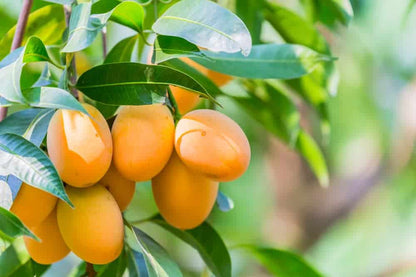 Hybrid kohitur Mango Fruit Plant - Naturemart.online