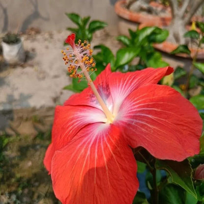 Hybrid  American Hibiscus Flower Plant - Naturemart.online