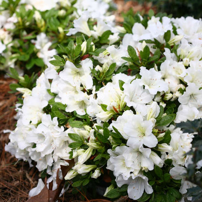 Azalea Flowers Plant(white) For Gardening - Naturemart.online