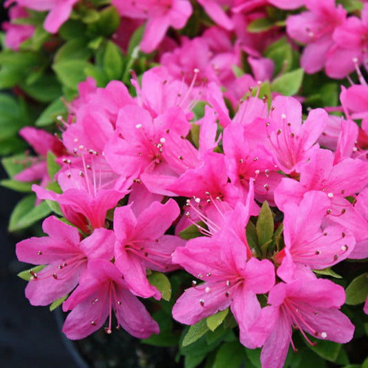 Azalea Flowers Plant For Gardening - Naturemart.online