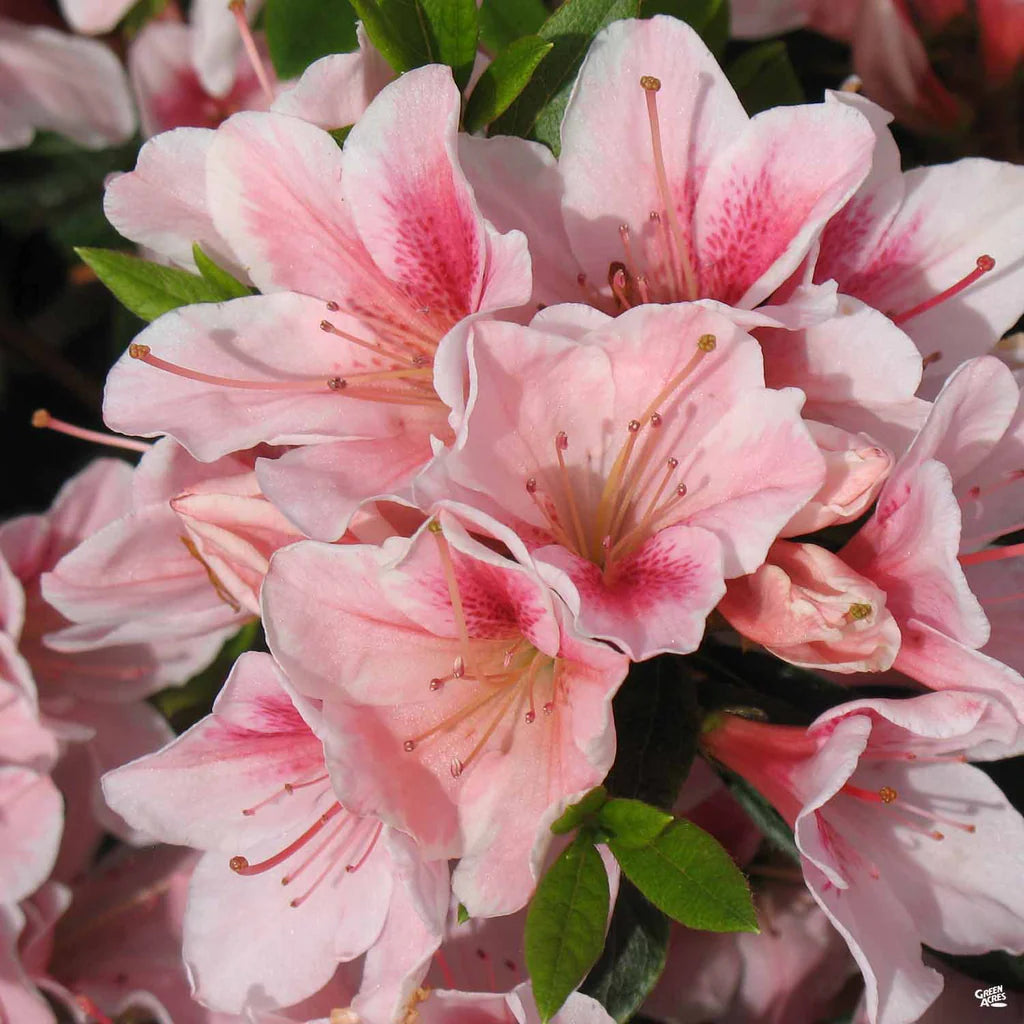 Azalea pink mist flower plant