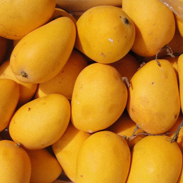 Aswina Mango Fruit Plant (Grafted) - Naturemart.online