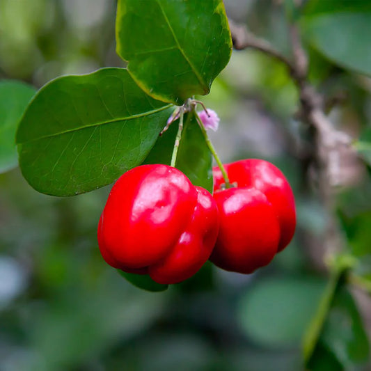 Barbados Cherry  Plant For Gardening - Naturemart.online