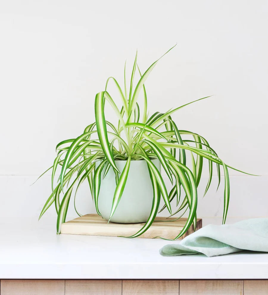 Spider Plant