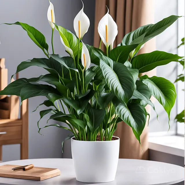 Peace Lily Plant