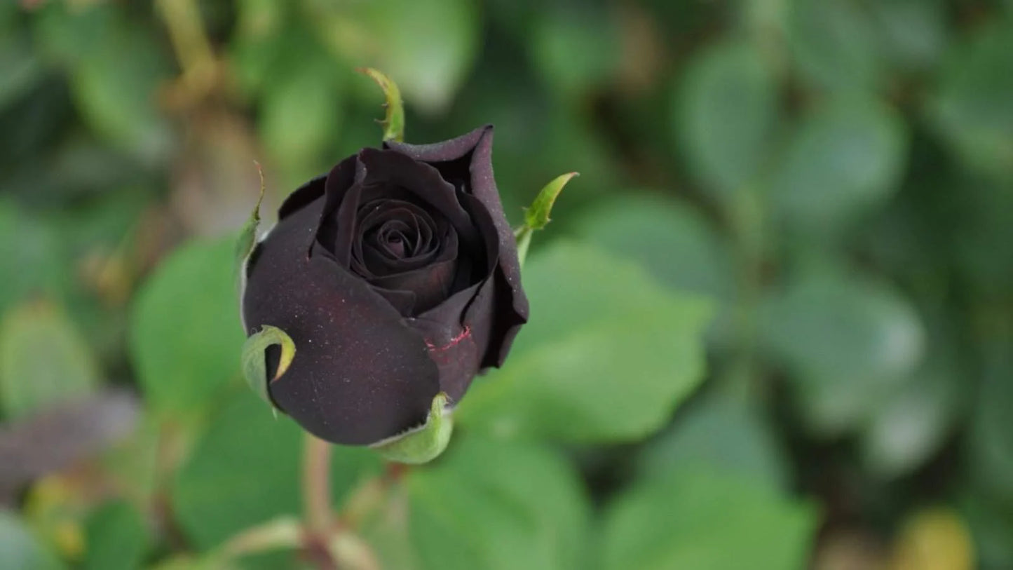 Black Rose Grafting Flower Plant - Naturemart.online