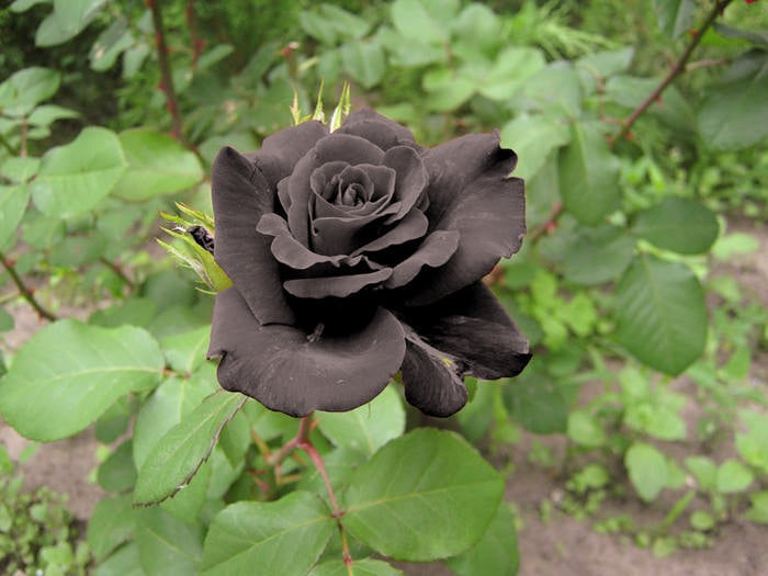 Black Rose Grafting Flower Plant - Naturemart.online