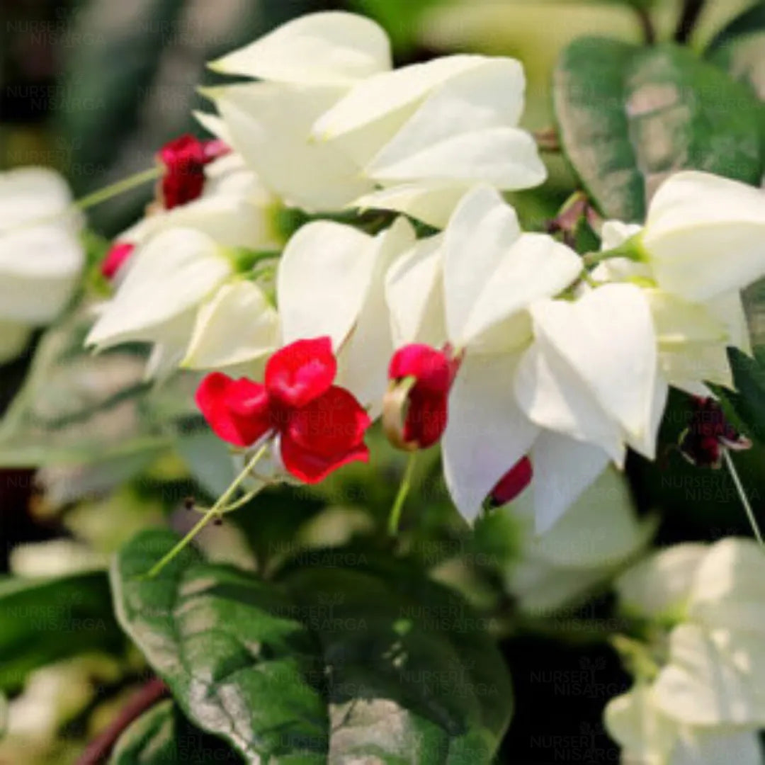 Bleeding Heart Vine White  Creepers - Naturemart.online